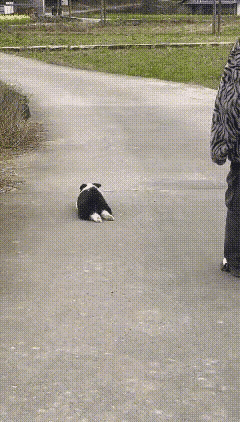 小狗想找新主人可惜没人理它，看着挺可怜的，谁抛弃的这么懂事的小狗。
