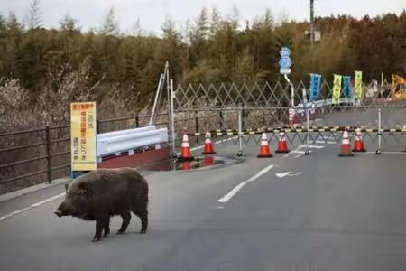 原来核辐射这么严重，日本超级猪出现了
近日，从日本传出，2011年在福岛核泄漏导