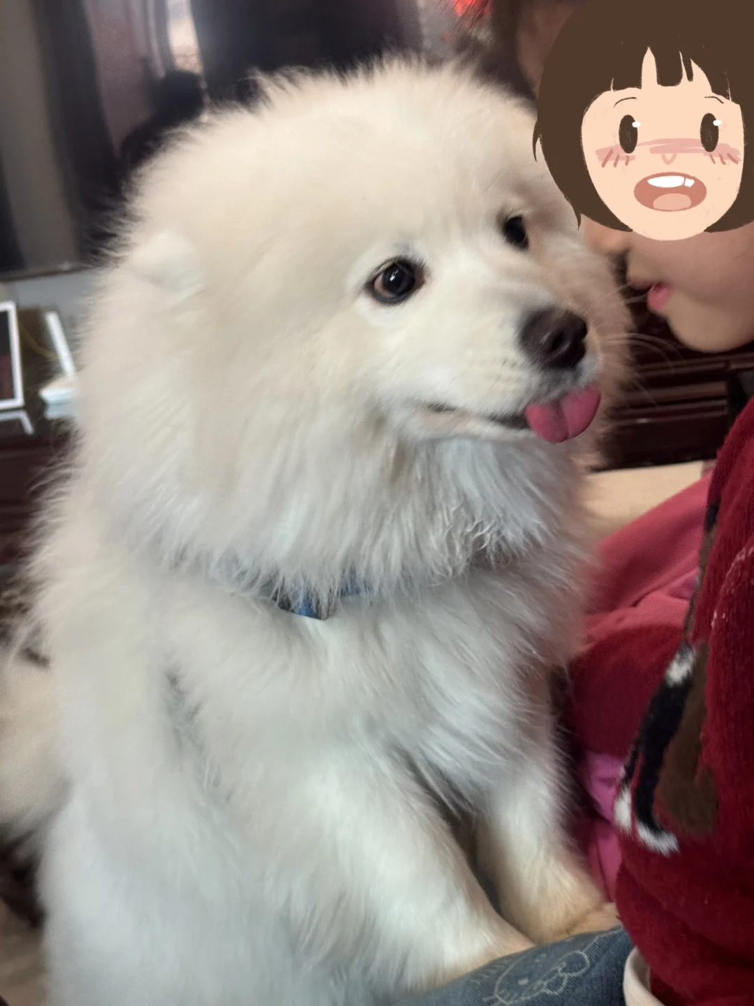 左滑看狗子困晕（小朋友精力太旺盛啦