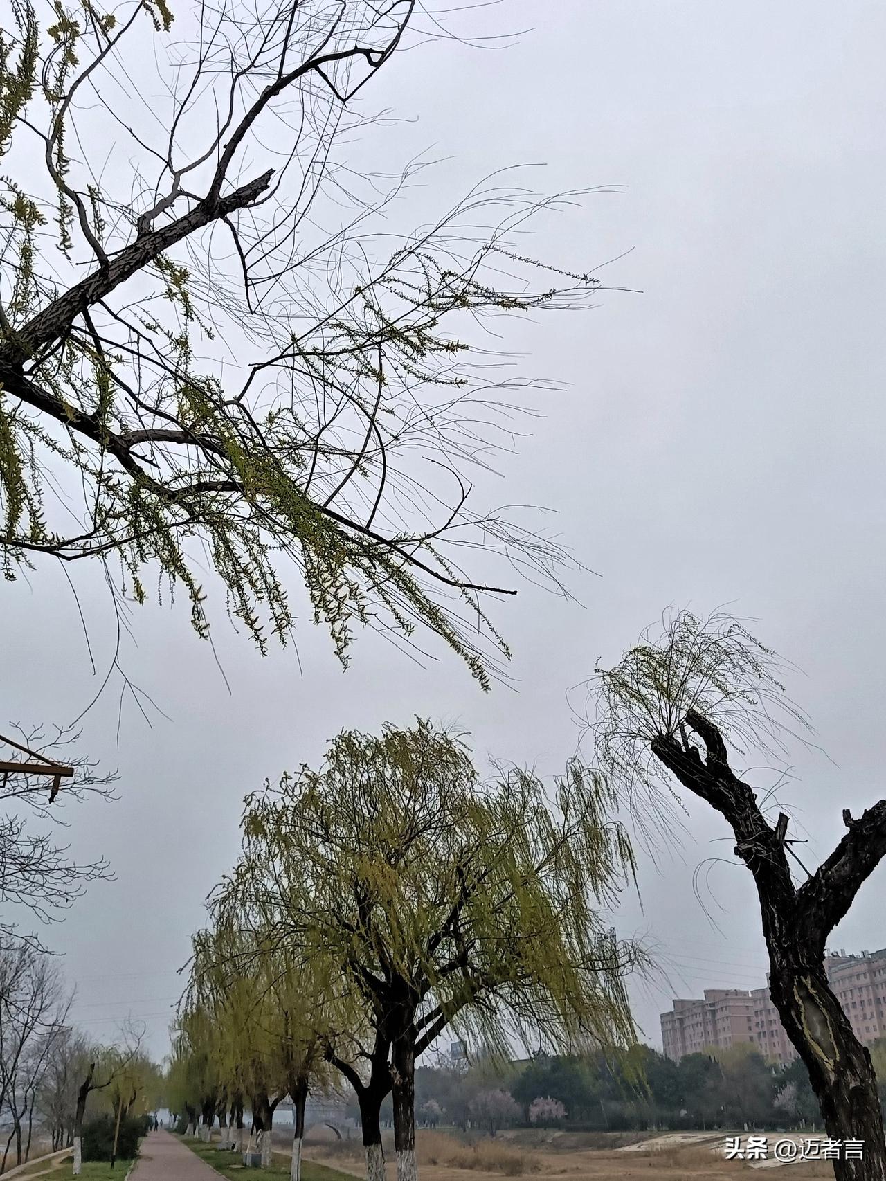 昨天，淅淅风，纤纤雨，吹吹洒洒到黄昏。
白河岸柳，经一番和风细雨的洗礼，神清气爽