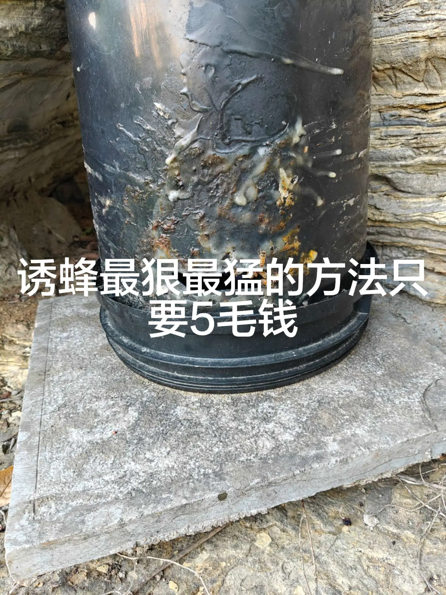 诱蜂最猛最狠的几个方法成本只要5毛钱