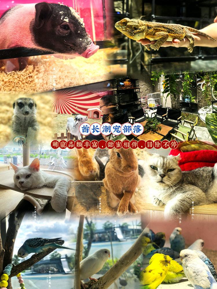 作为撸宠党，去过的撸宠店都是主打猫咪，没想到今天番禺汉溪K11发现这家“酋长潮宠