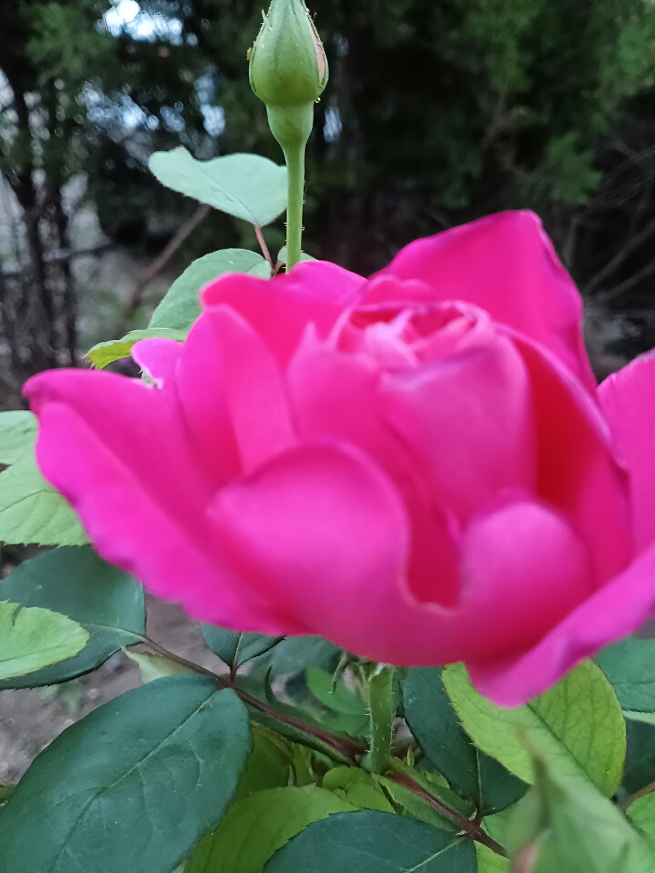 玫红月季徐徐舒展，花苞亭亭而立，绿叶掩映，生机盎然。