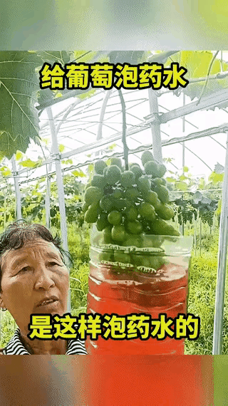 这样看着很鲜甜的葡萄，你还敢吃吗？近日，河北的网友透露，自己的一个朋友在葡萄园工