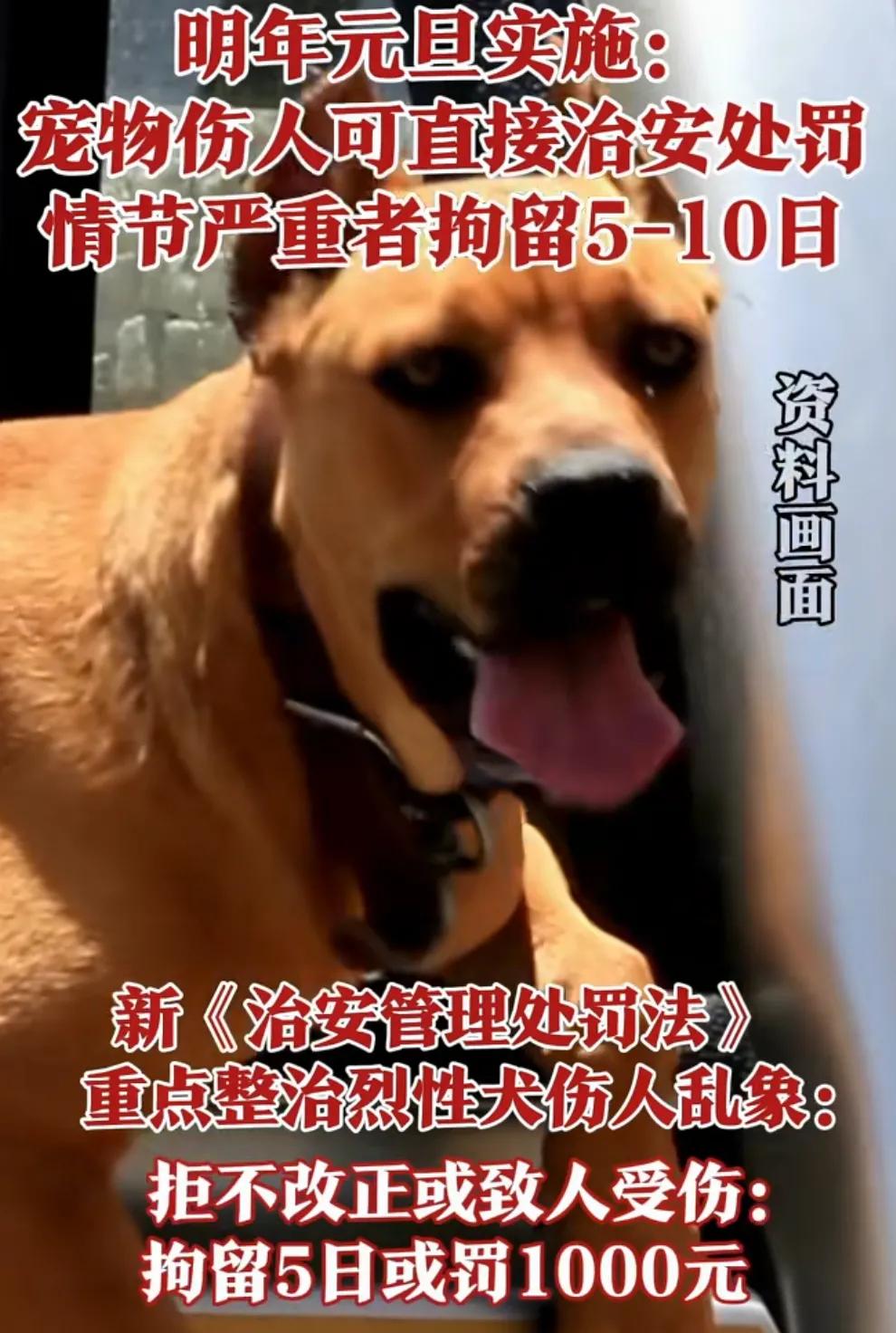 整治恶犬伤人，国家终于出手了，新修订的治安管理处罚法，明年开始实施。

条例规定