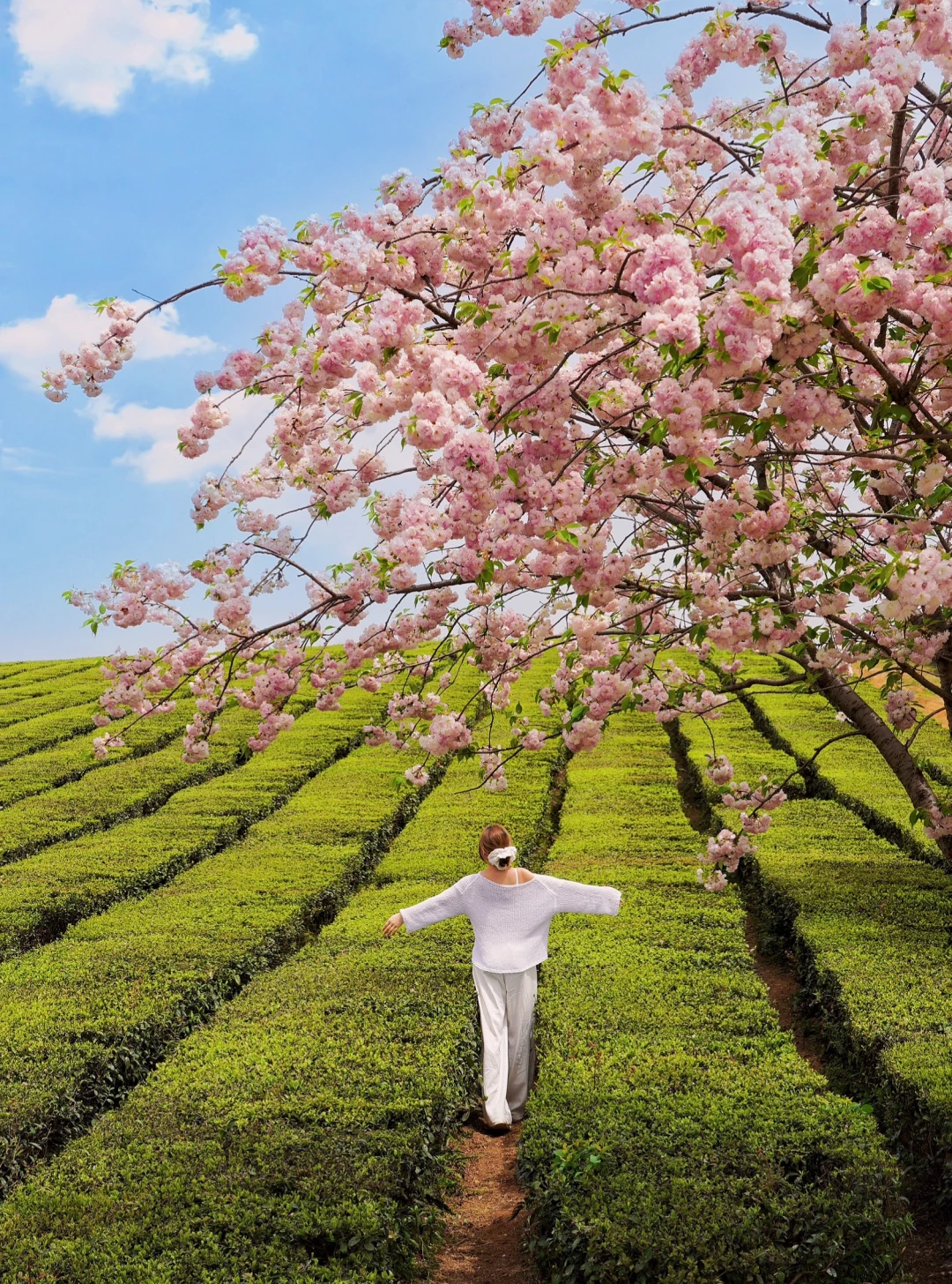 贵阳羊艾茶场｜闯入樱花茶海的春日童话🌸🍃