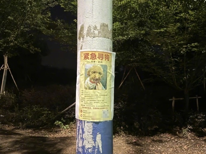 【#车祸后女子跨越25天寻回爱犬#】#车祸后主人为找狗跑了8趟异乡# 深夜在高速