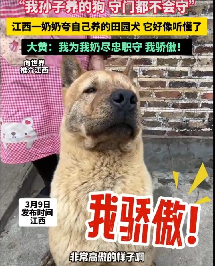 75岁奶奶怼自家孙辈狗，夸大黄狗会守门爆全网：原来最好的爱是“靠谱”
 
江西一