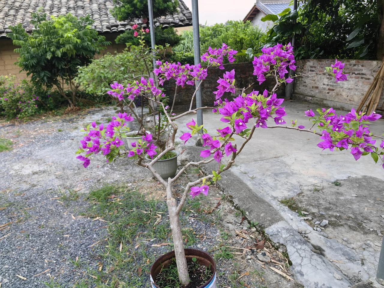 三角梅：造型决定好看！