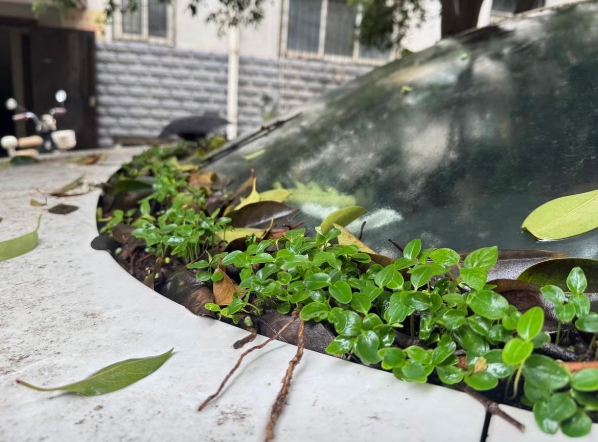 西安雨下的车都发芽了🌱 ​​​