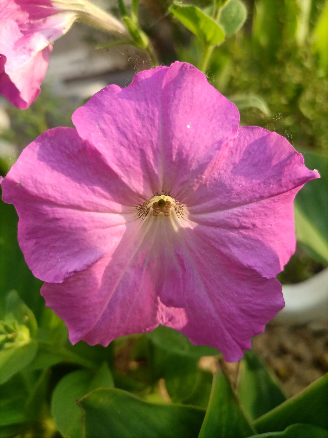 【夏之韵·生如夏花自绚烂】夏日生活打卡季

初夏的花
诗／羌笛乐声

不受尘埃半