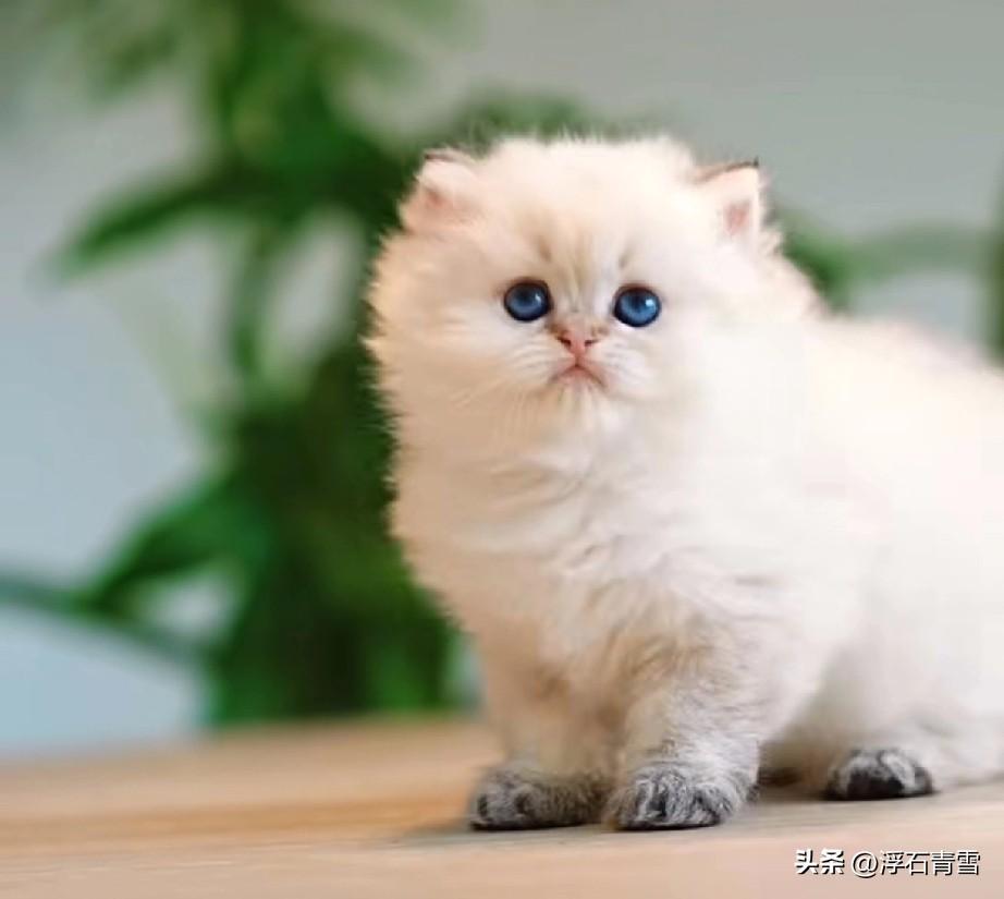 邻居家的猫生了4胞胎，养了一个多月大，送给我儿子一只，非常可爱！