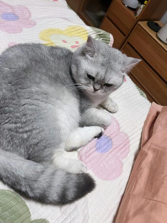 躺躺猫，走到哪躺到哪