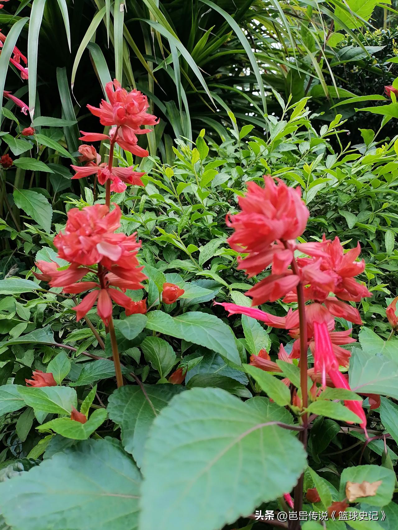 晒一晒随拍的花