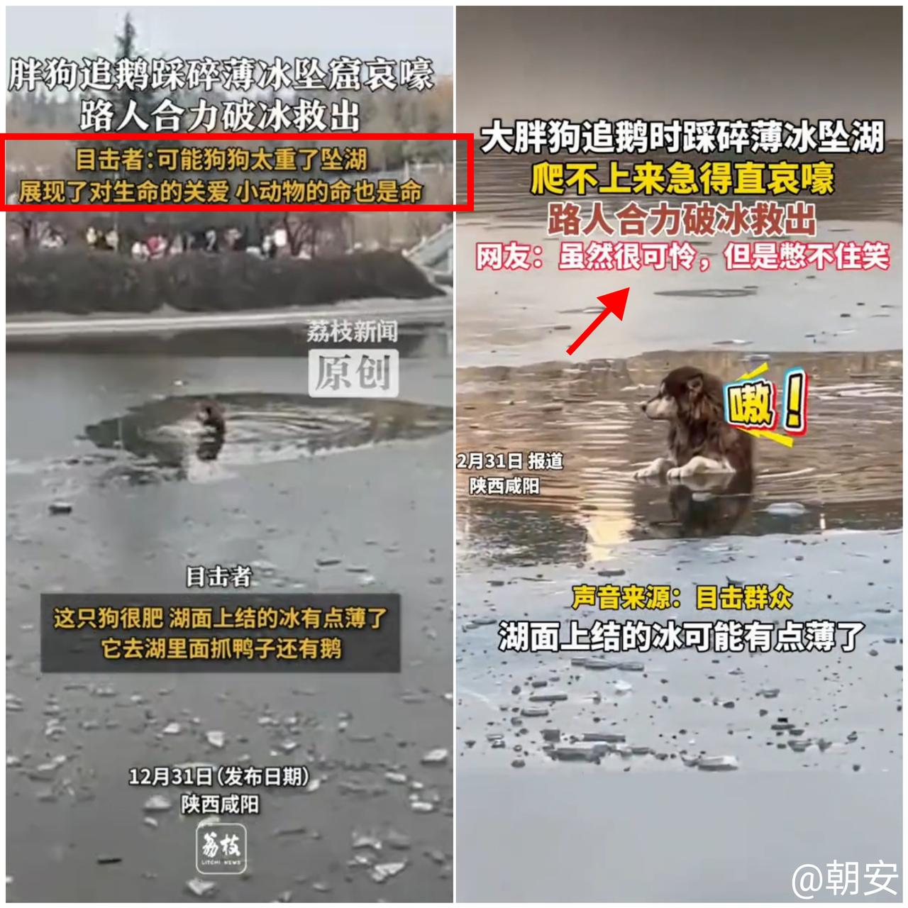 笑不活！

陕西这只“莽夫胖狗”追鹅追出惊魂一幕，把自己送进冰窟窿也太拼了！
