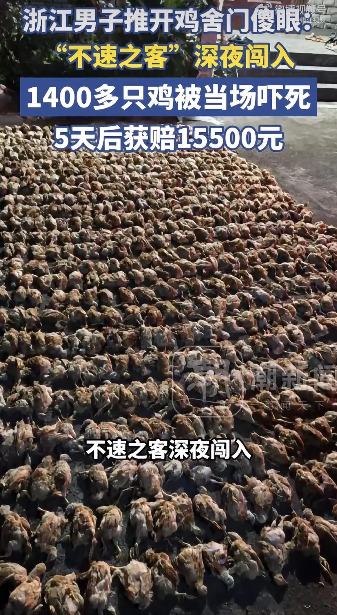 一只鹰闯进鸡棚，1400只鸡全死了。养殖户拿到15500块赔偿，算下来一只11块