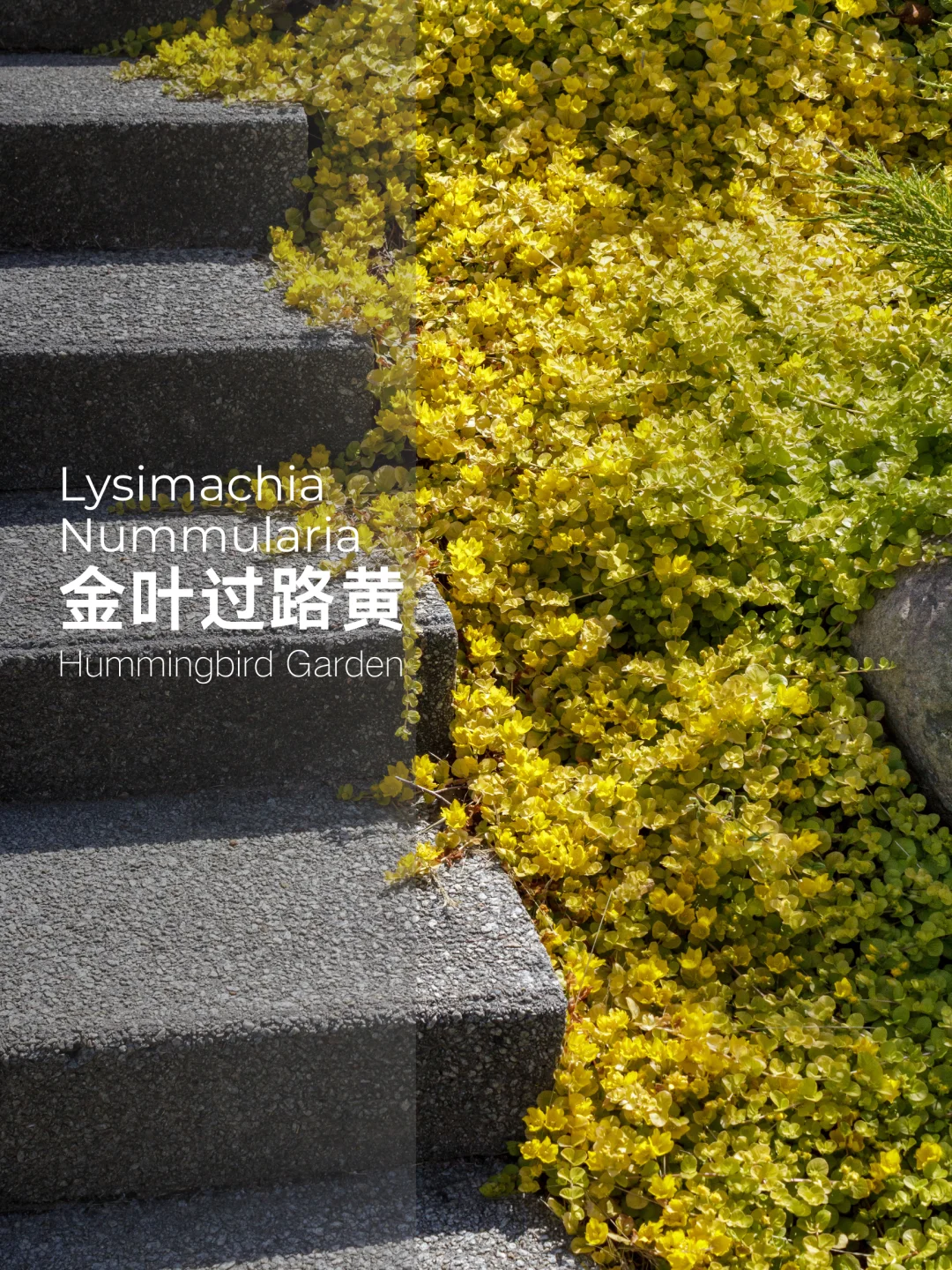 四季花园金黄色耐热耐寒-金叶过路黄