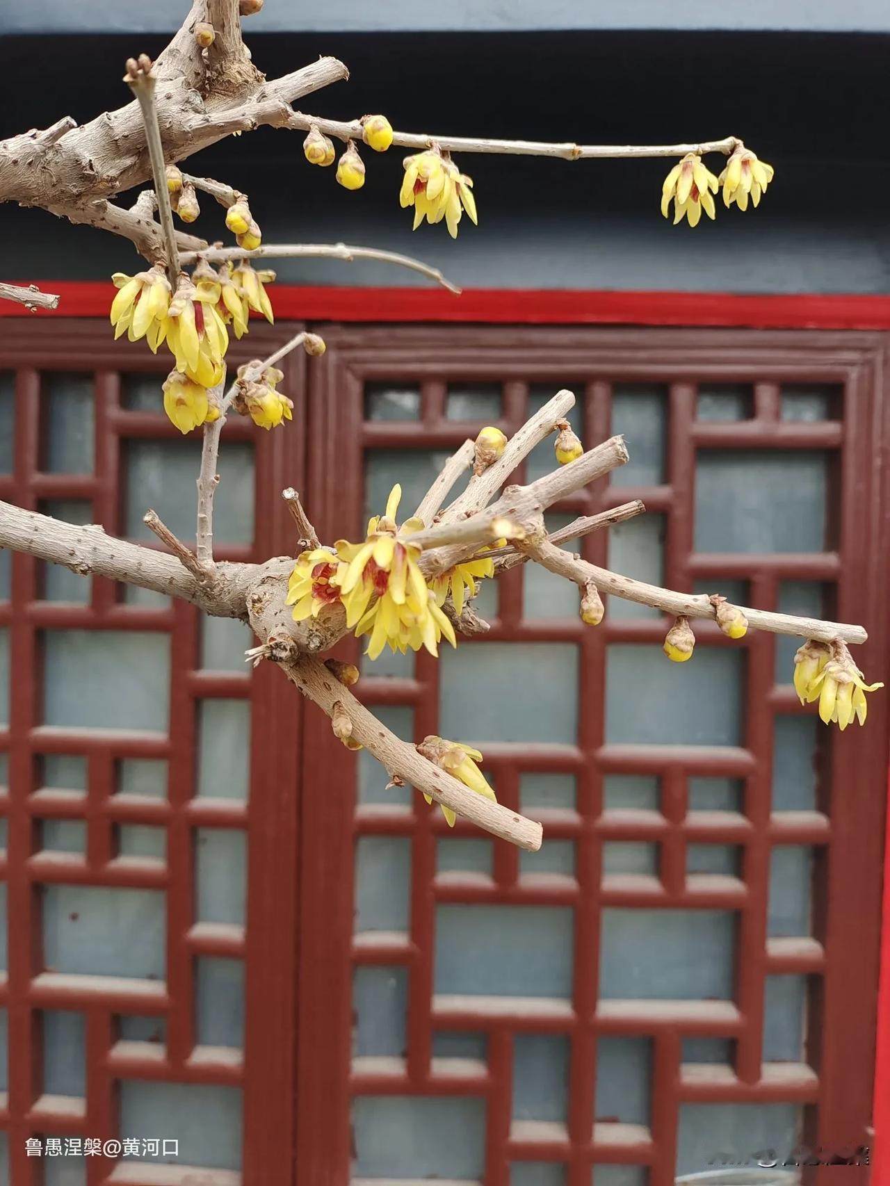 2月3日，不知不觉中，春天己跃上腊梅枝头，正是：不要人夸颜色好，只留清气满乾坤。