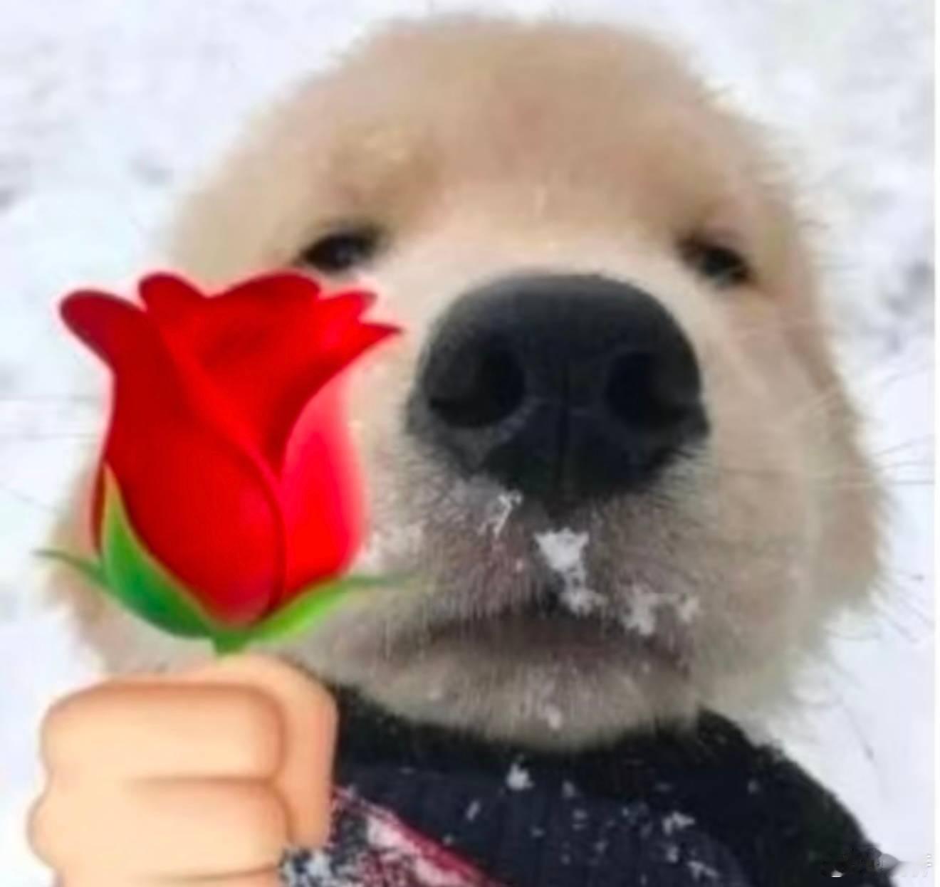 🌹玫瑰吗？刘铮这个脖子线条好绝啊戴什么项链都又美又涩… 