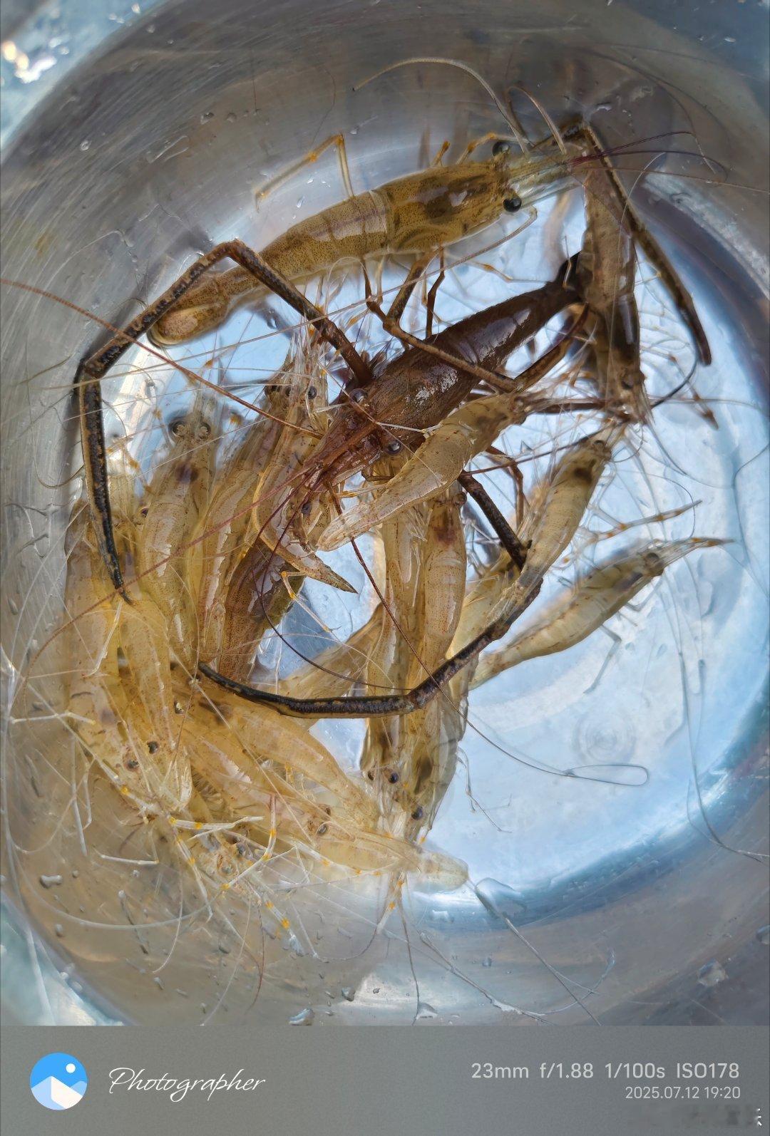 都是吃虫子，为啥吃虾那么理所应当和谐顺畅，吃蜂蛹和蝉蛹，就有点抗拒！ ​​​