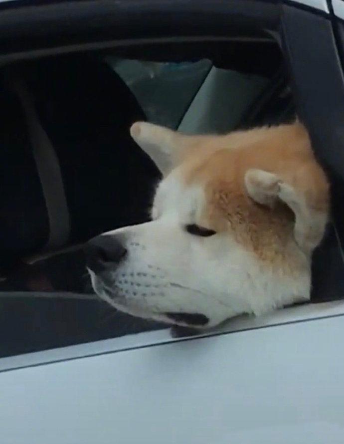 什么事把狗子愁成这样