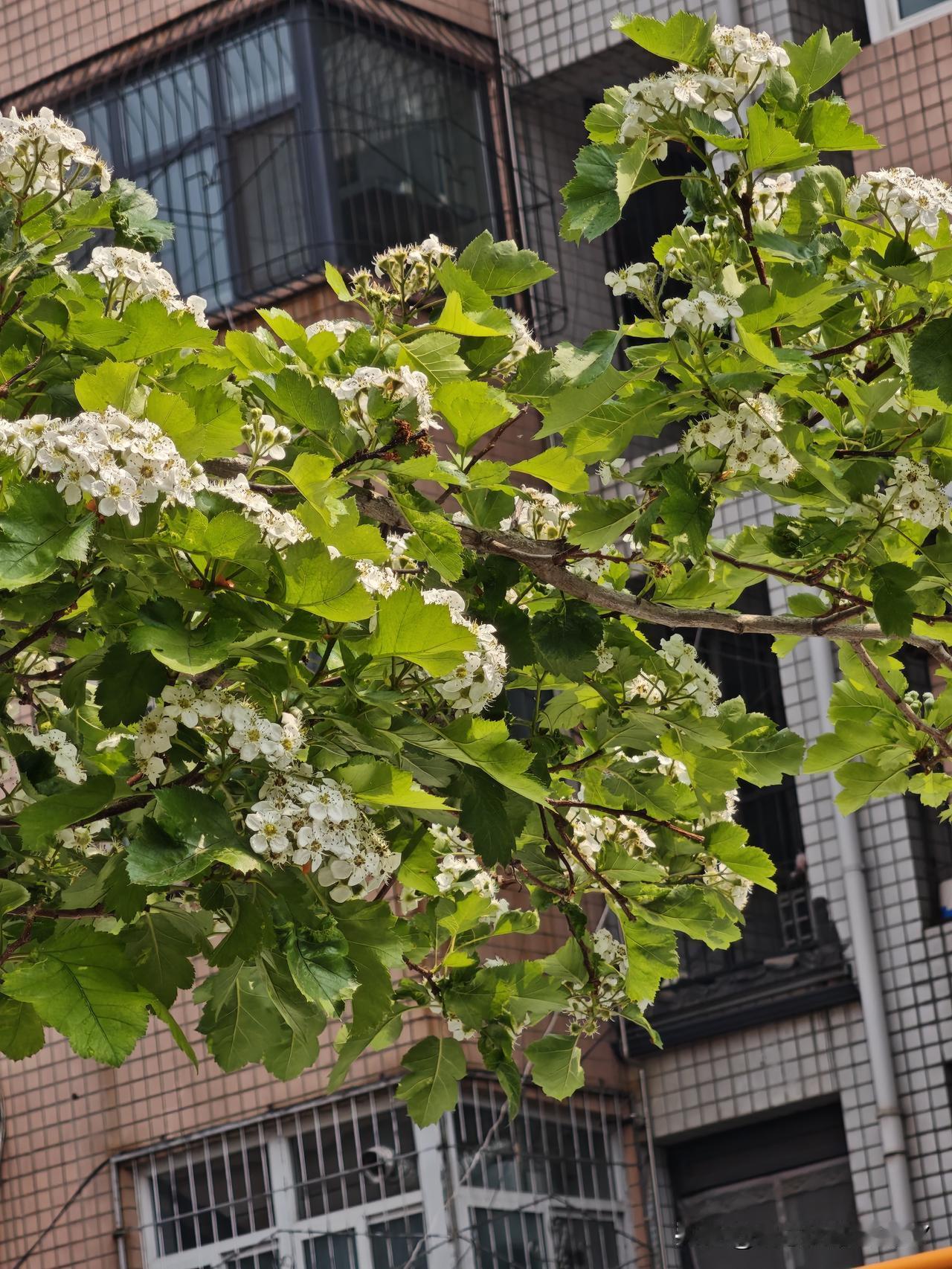 前段时间我们这里的山楂花开的美极了，但都是红色的。

昨天，突然在小区里又发现了