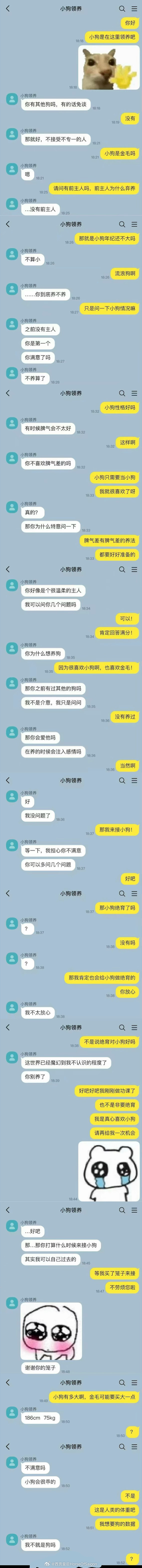 第一次被领养的金毛小狗 ​​​