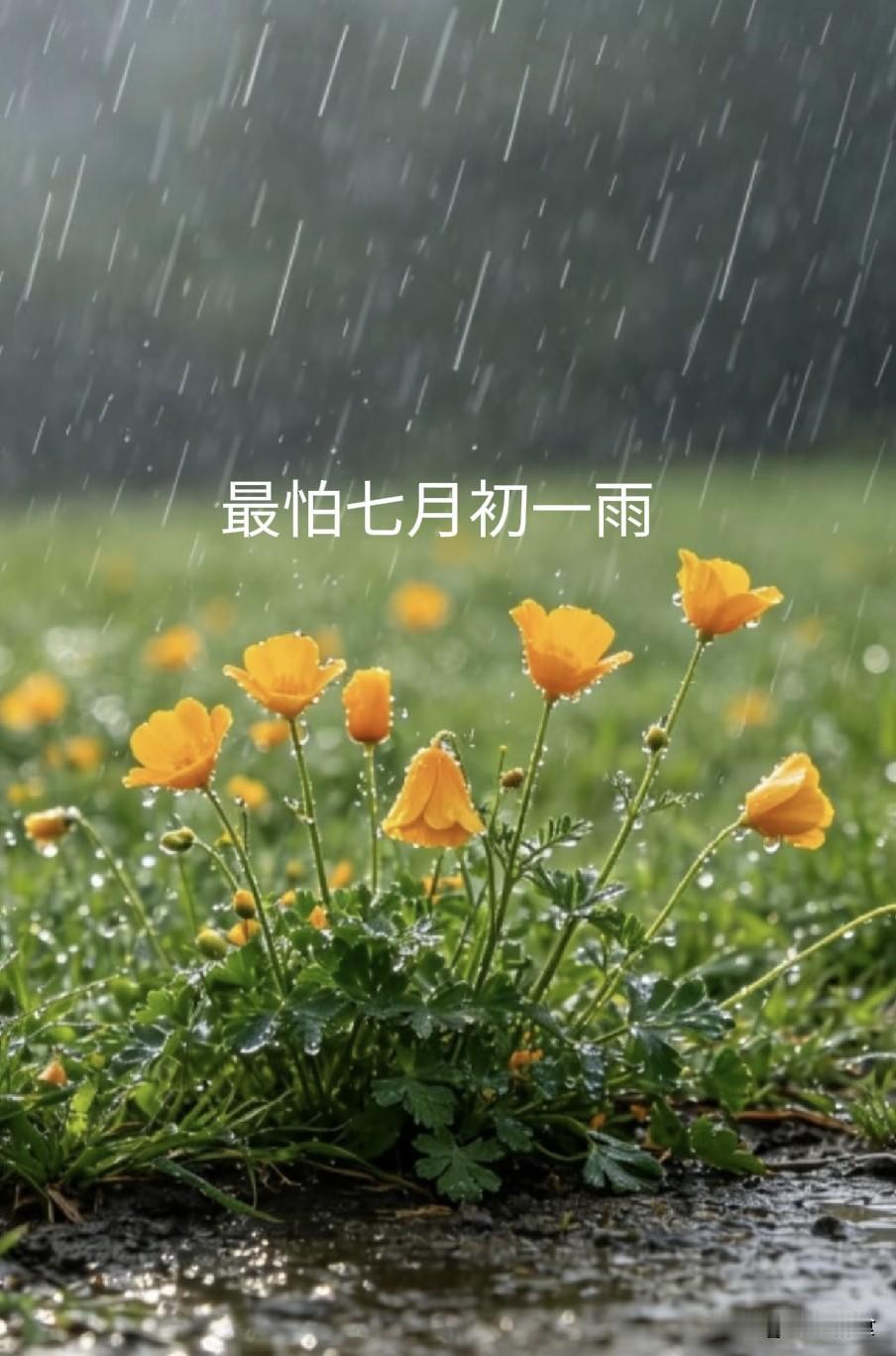 今日七月初一，老人说最怕“七月初一雨”，七月初一下雨什么预兆
 
农历七月初一为