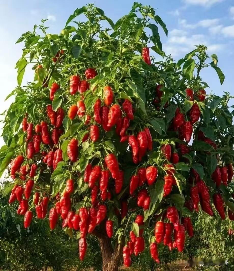 别主动贴近任何人 ，人近则贱
别主动贴近任何人，人离得近了就轻了，不要单方面地对