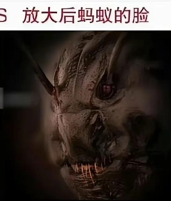 蚂蚁🐜脸部放大后，恐怖狰狞。蚂蚁恐怖的脸 蚂蚁标本