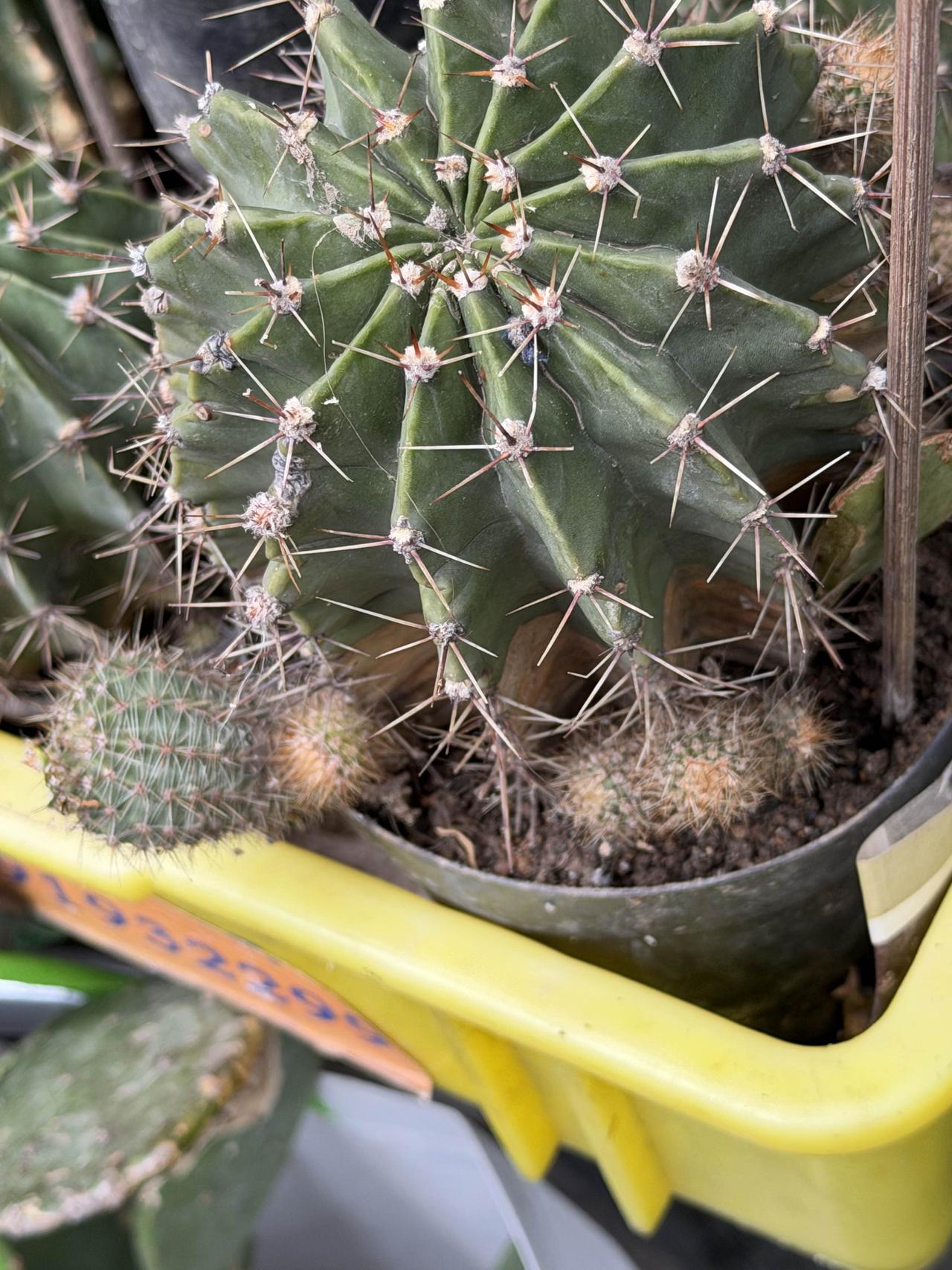 昨天上午，我逛西安档子，走到西仓西巷时，看到卖仙人球的摊，不由停下脚步，仔细观赏