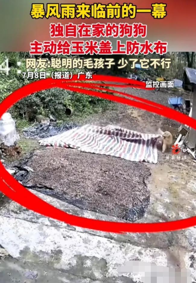 太有灵性了，广东农村，夫妻俩下地干活，突然下起了暴雨，想起院子里还晾晒着玉米，俩