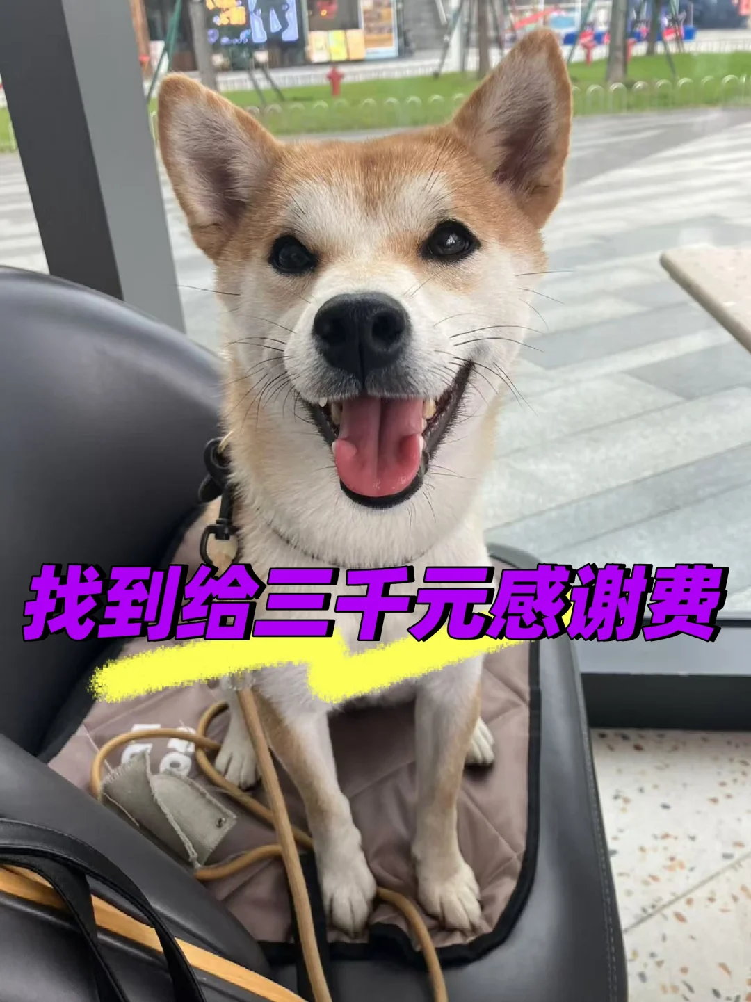 杨浦滨江大桥公园走丢