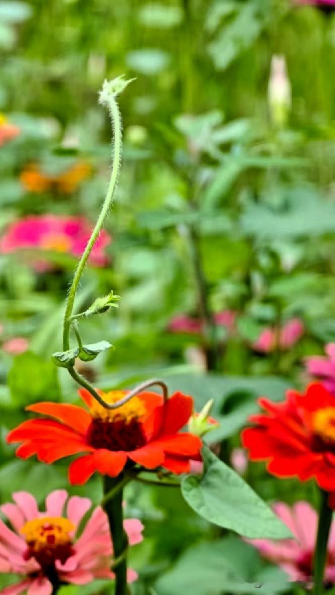 [彩虹]夏秋时节，成片百日菊热烈绽放。橙红、柔粉交织在一起，层层花瓣舒展，在满眼