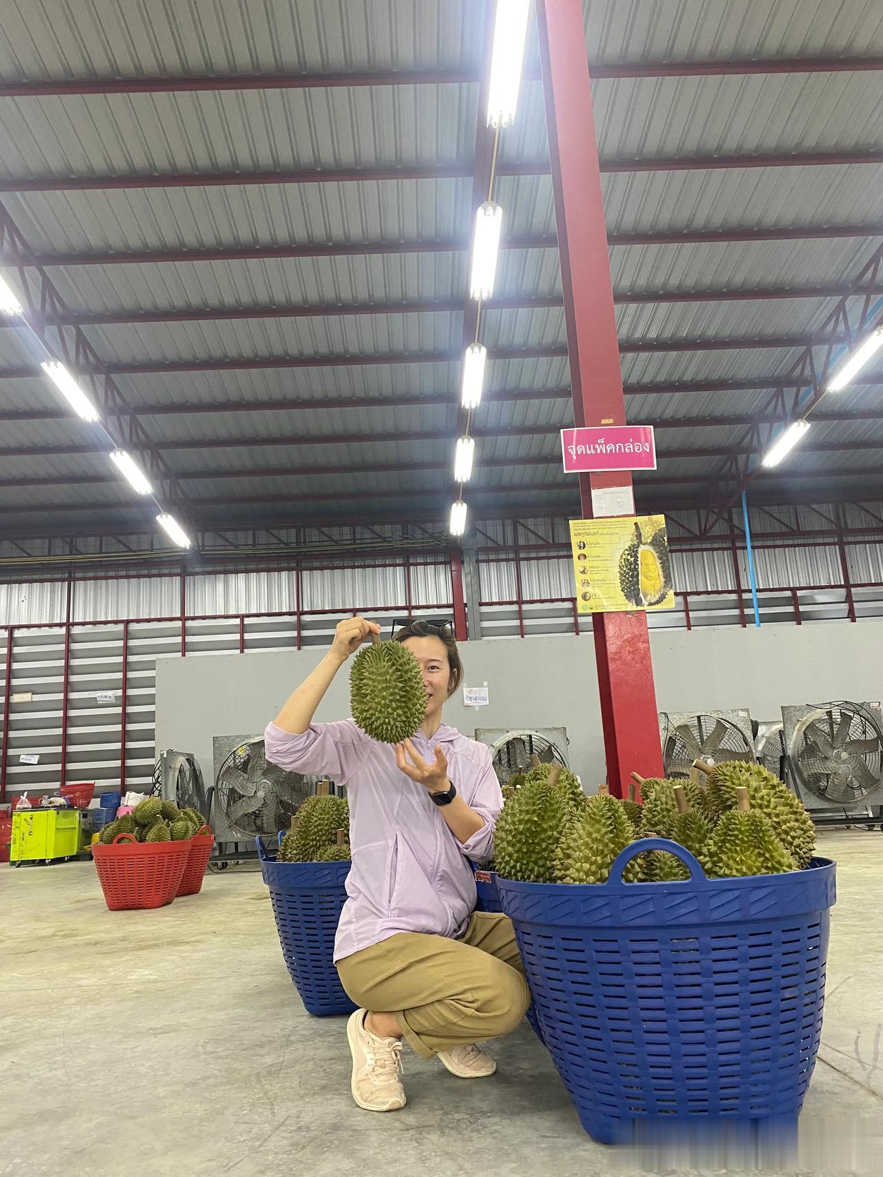 #泰国女子发现近百公斤榴莲被扔路边#这件事虽然听上去很离谱，但是确是事实，在泰国