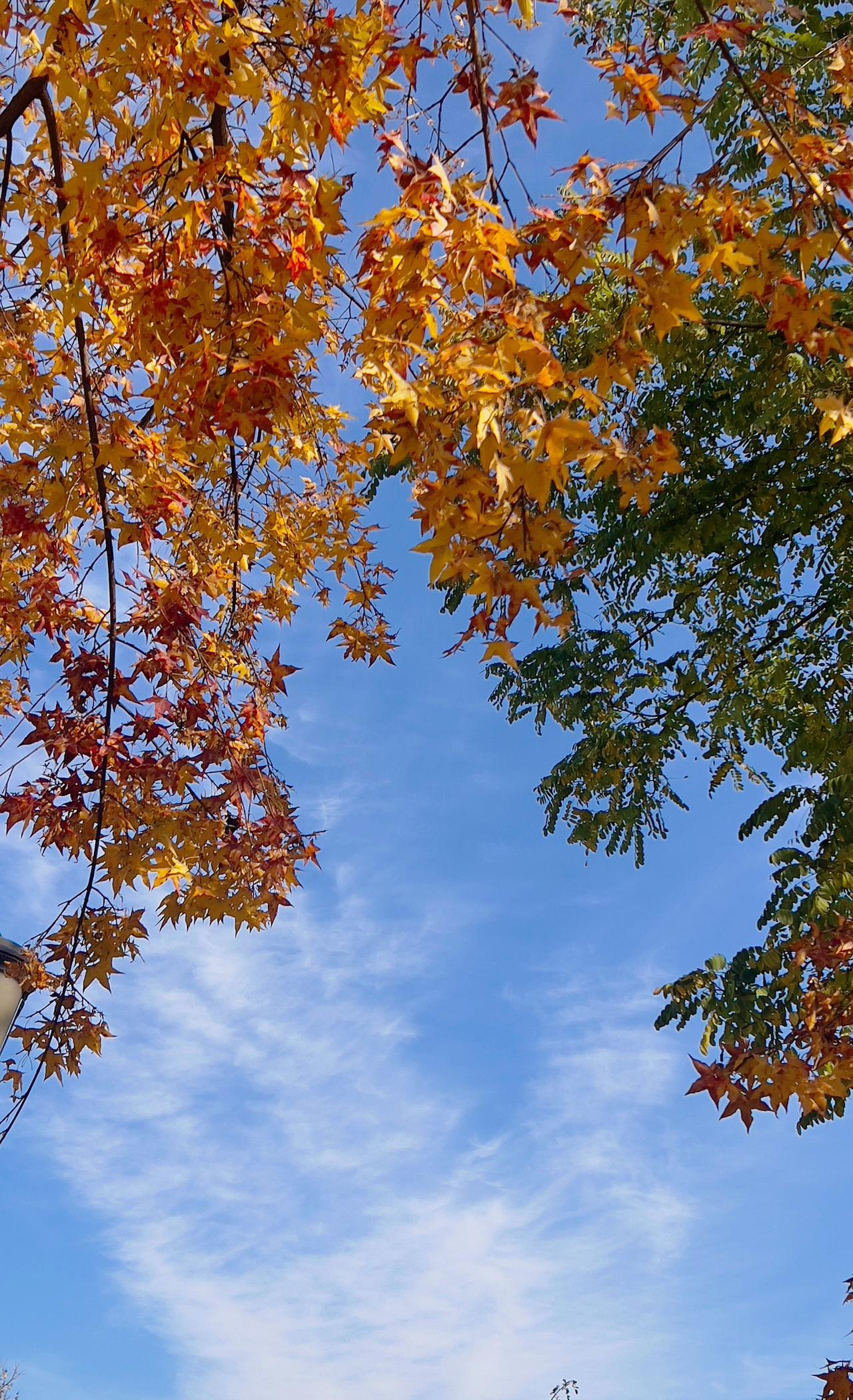 可以分享一张秋景树叶的照片吗