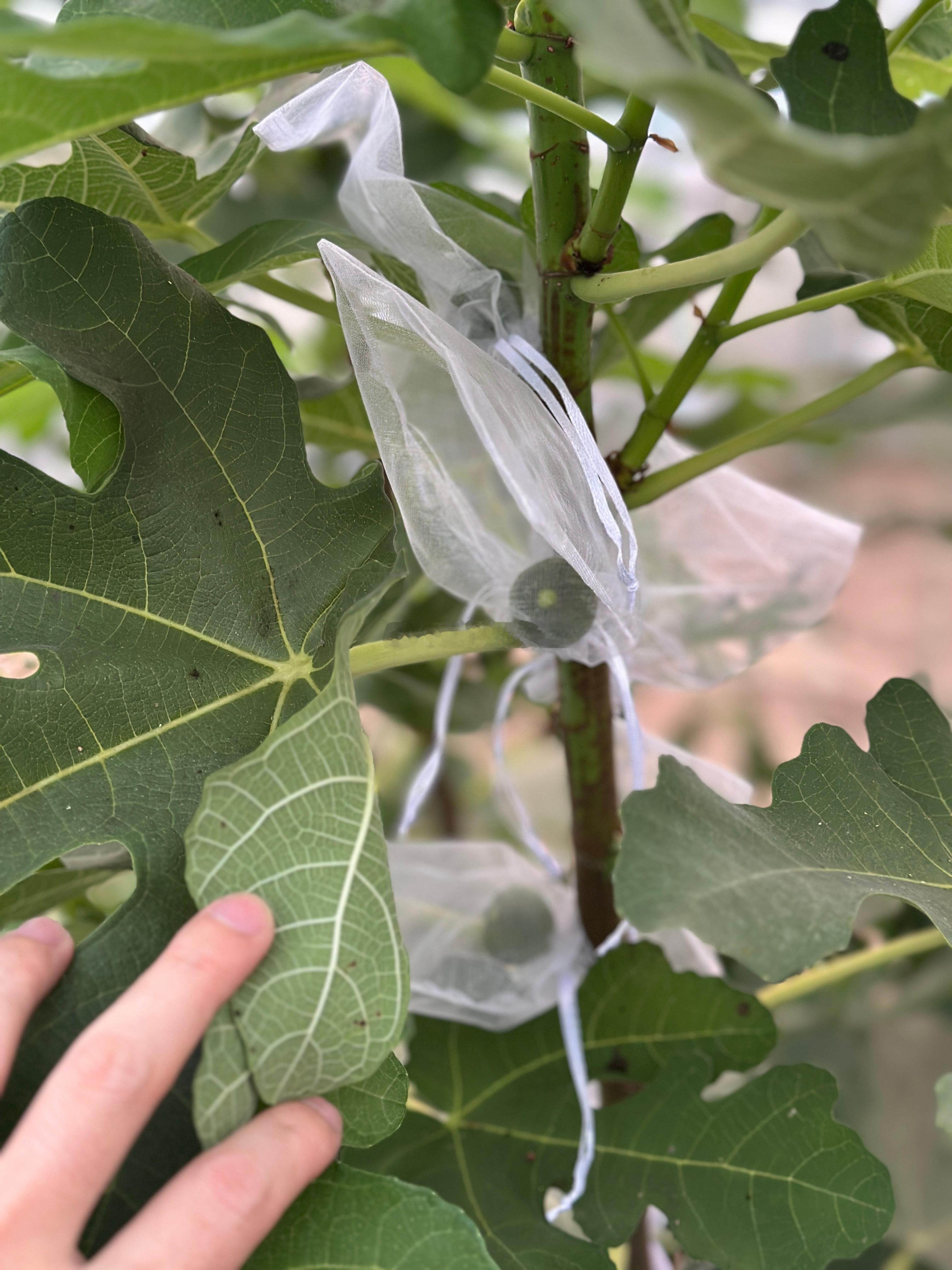别人的无花果都吃完了，我的刚结果，套袋子时数了数大概30多个，很满意了算是意外收