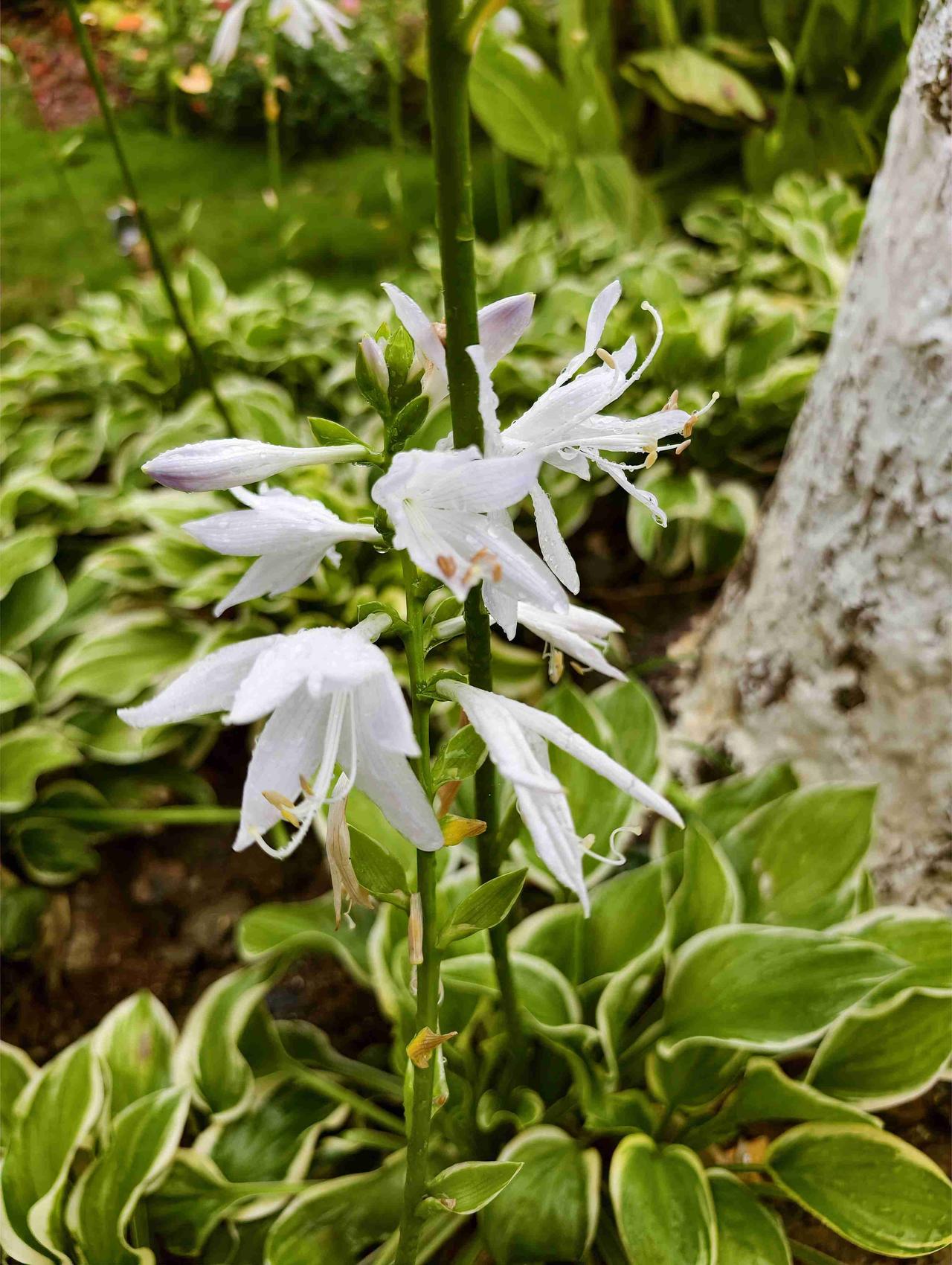 雨声伴我入眠，结果一晚上，梦不断

先是露营，接着遇见《犯罪心理》里的杀人魔，然