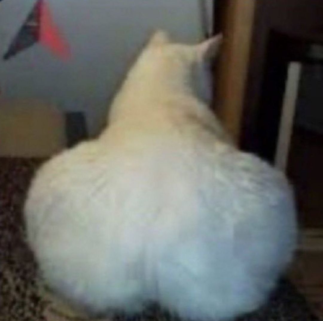 早，来看卡戴珊猫 ​​​