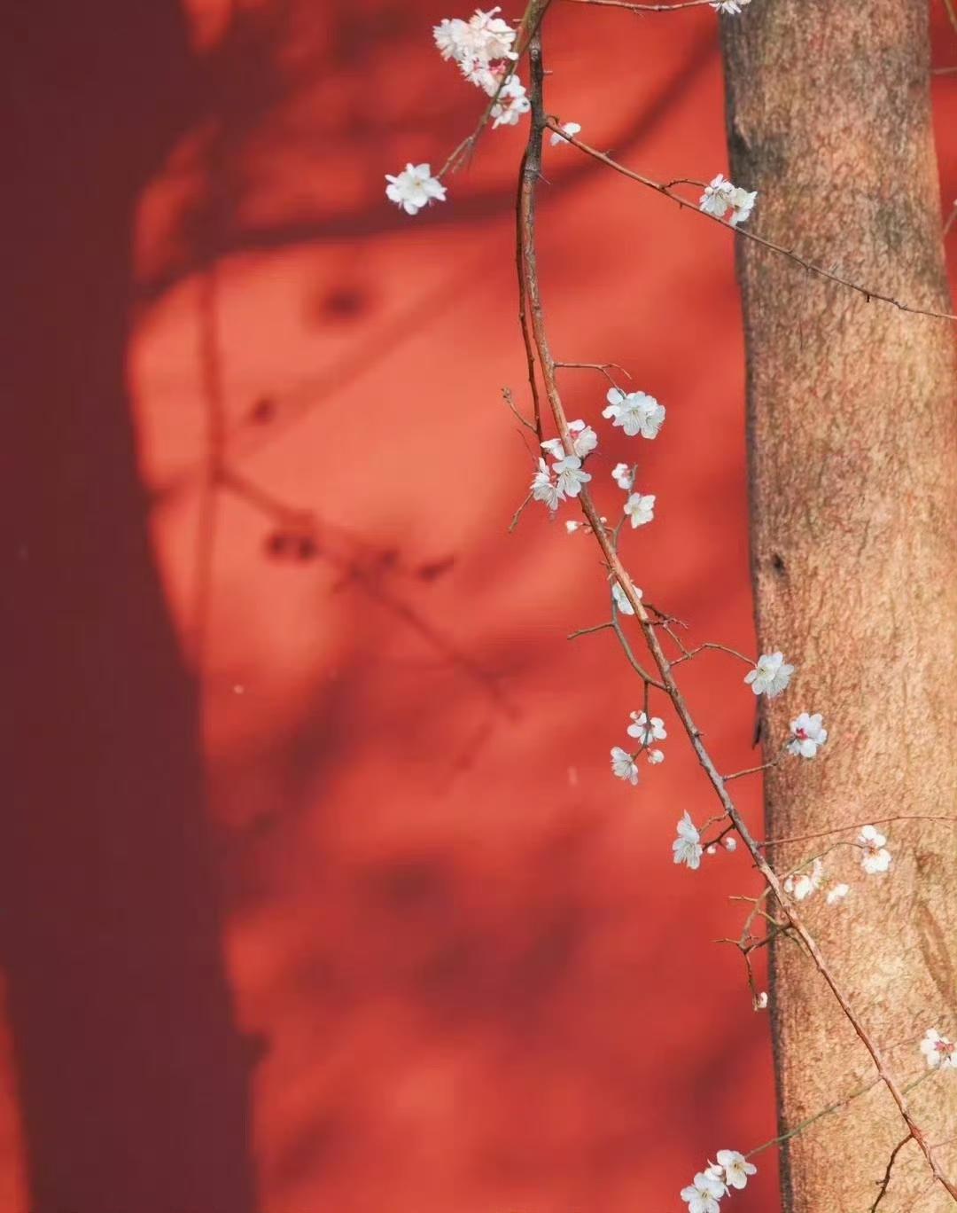 “  遥知不是雪，为有暗香来 … ” ​丨摄:  饭饭旅行日记 ​ ​​​
摄影