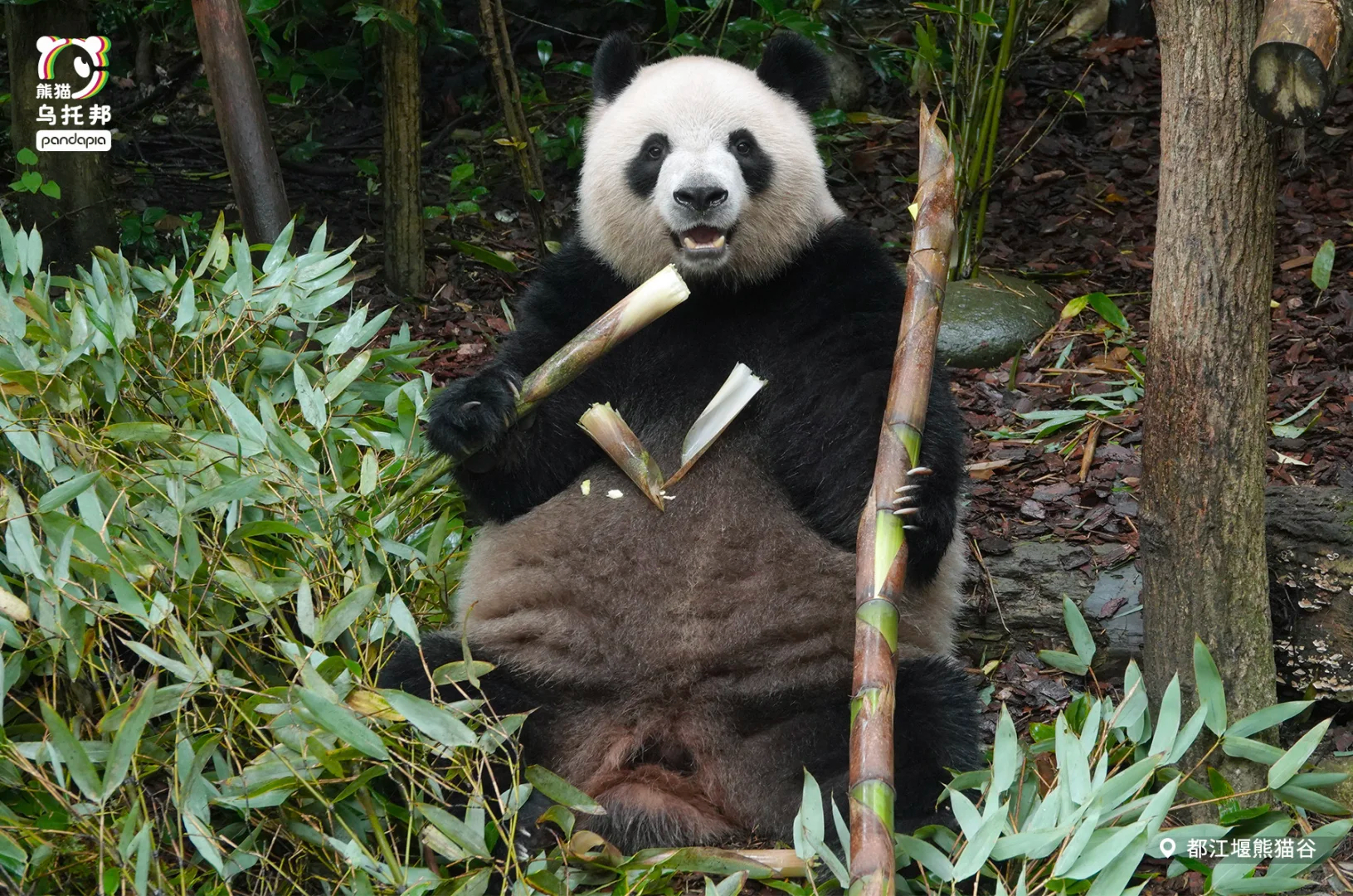 肉肉从小就是个黑肚皮 