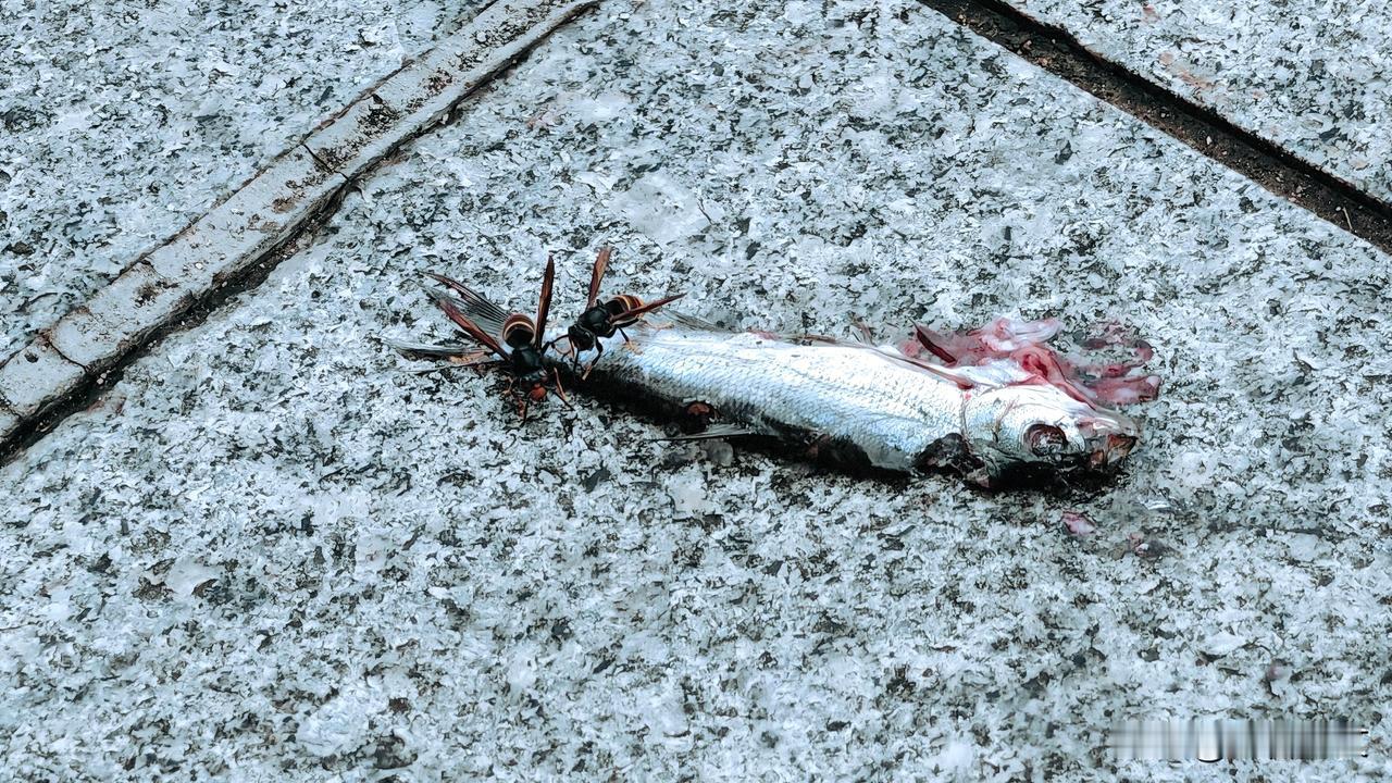 即“黄金环胡蜂”、“黑金环胡蜂”和“红金环胡蜂”。它们都是大型胡蜂或马蜂或虎头蜂