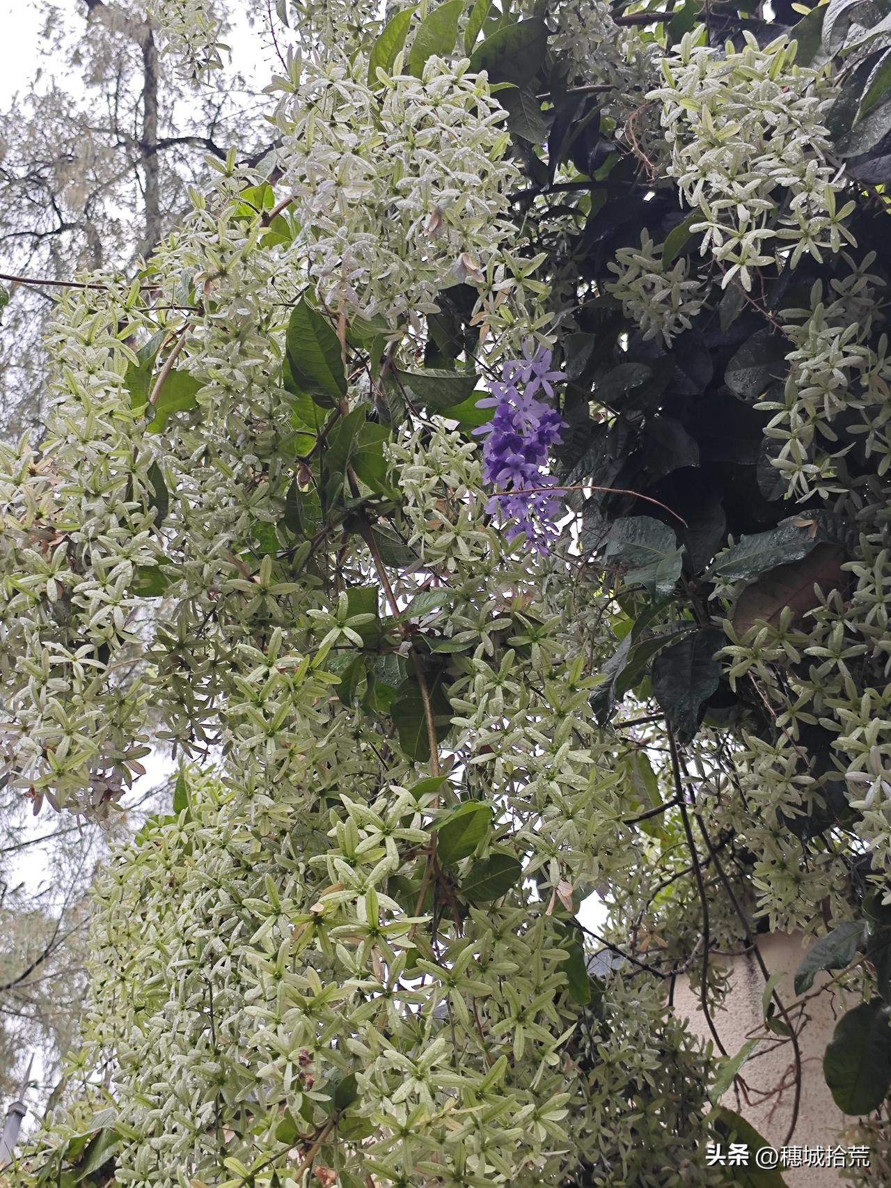 今天看到一种很特别的花，我也叫不出名字，记得上次看到还是紫色的，今天一看又变色了