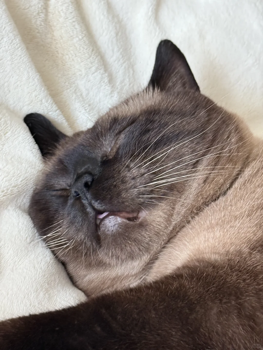 太冷了床上长猫了🐈‍