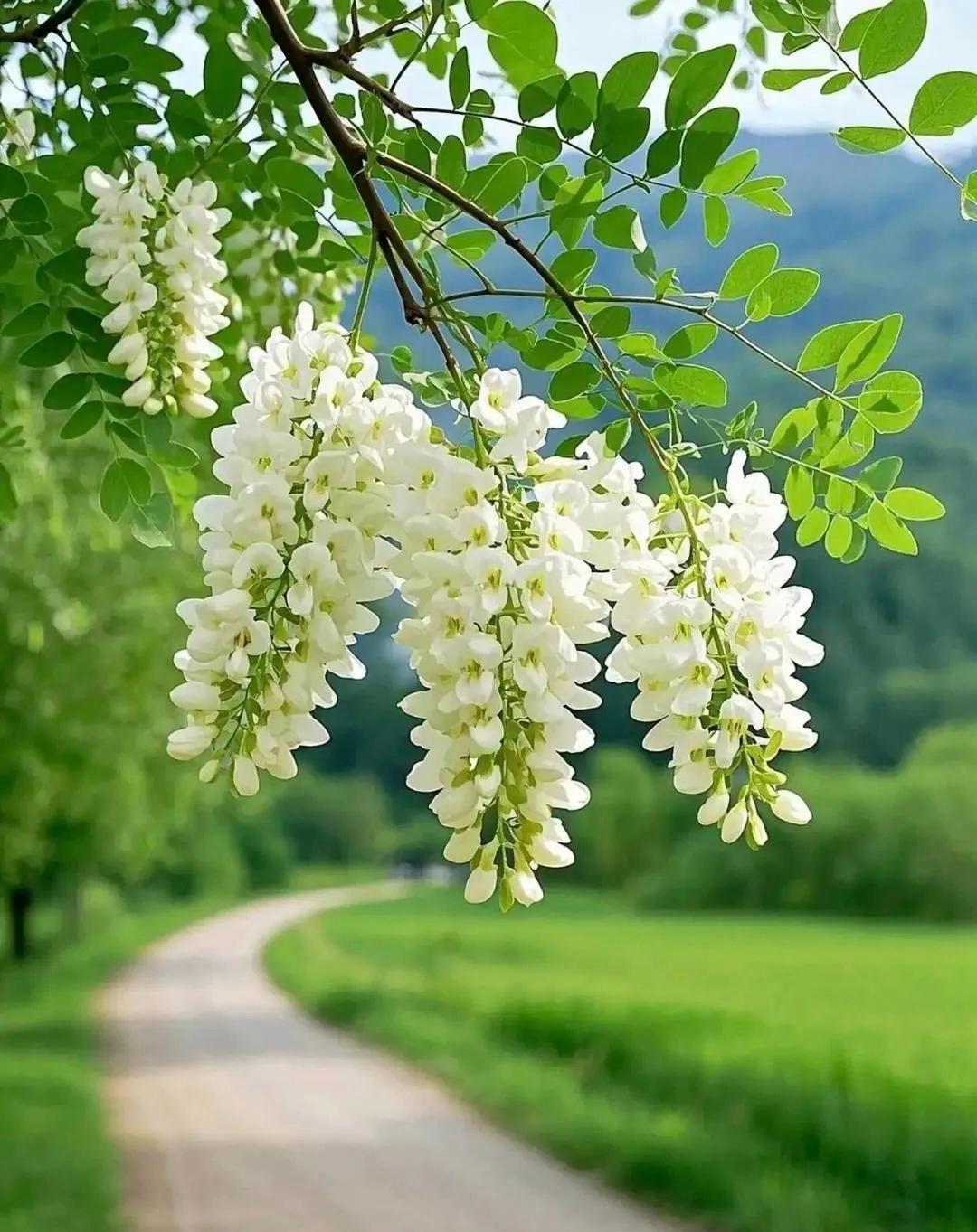 我的今日状态：😁轻松愉快
我这里的天气：🌤️多云
[送自己一朵花][送自己一