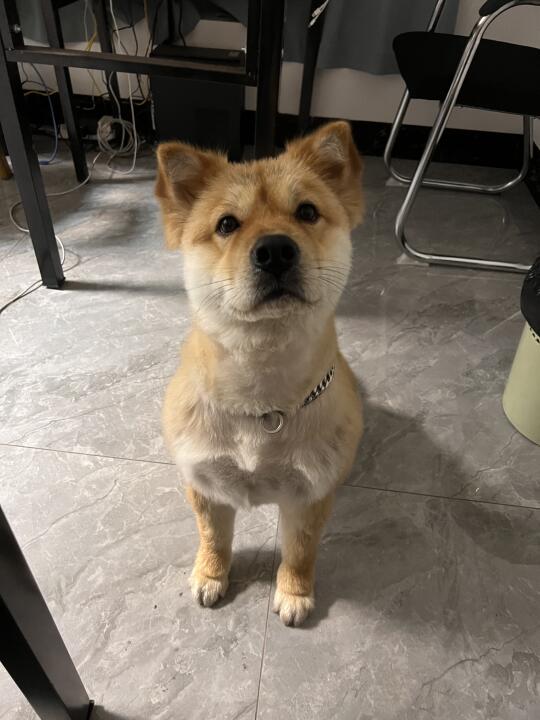 小狗：我可爱吗？