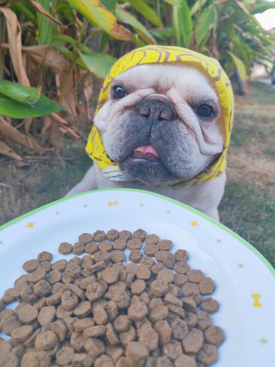 🐕 在乖乖吃饭喔！
