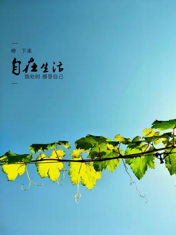 顺其自然地活着，真的太美妙。人生有得有失，《曾国藩家训》讲“君子但尽人事，不计天