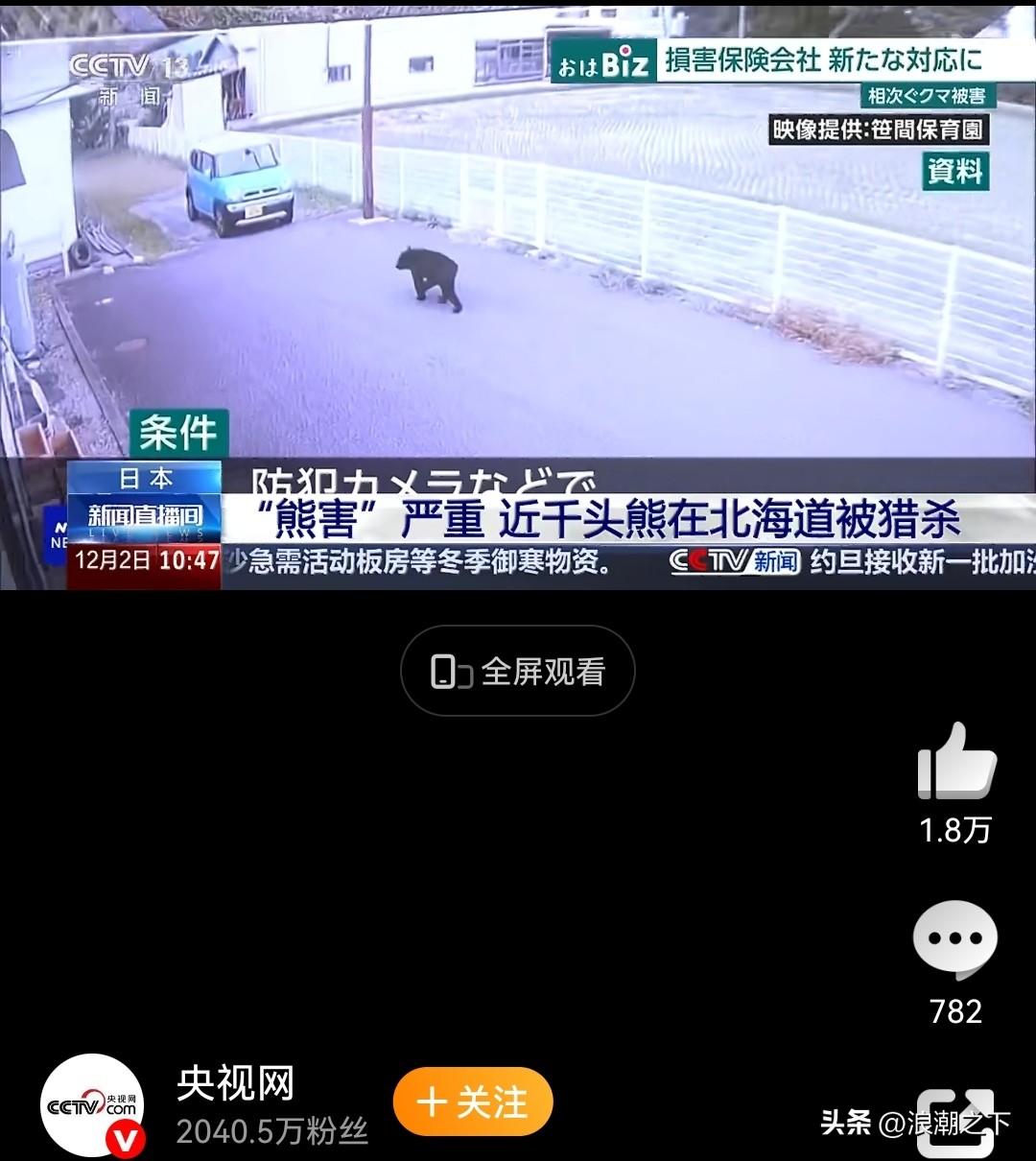 960头熊被杀！日本人抢了熊的居住地，本来千百年来熊在北海道生活的挺好的。日本人