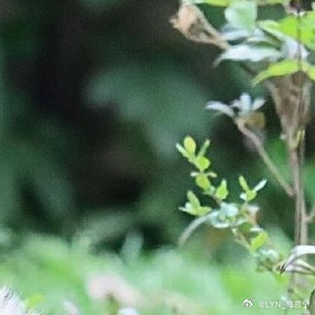 熊猫守护者 | 熊猫守护者 心存善念,阳光就会照耀你;心存美丽,温暖就会围绕你;